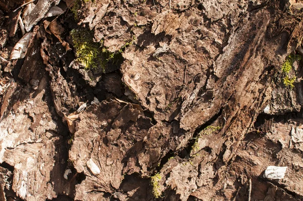 Corteza de árbol desplegada — Foto de Stock