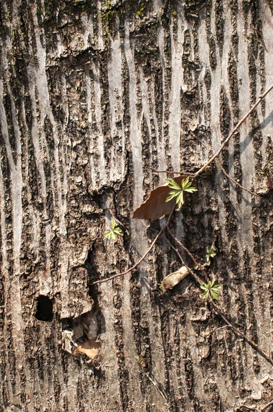 Corteza de árbol desplegada —  Fotos de Stock