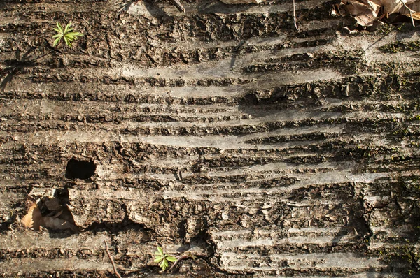 Casca de árvore desdobrada — Fotografia de Stock