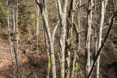 Erken bahar ormandaki ağaçlar 