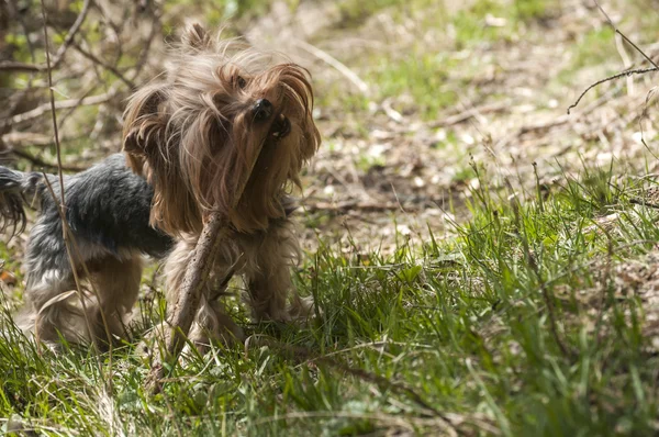 Yorkshire terrier playing — Stock Photo, Image