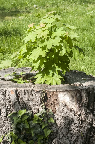 Cultivo en tronco de roble — Foto de Stock