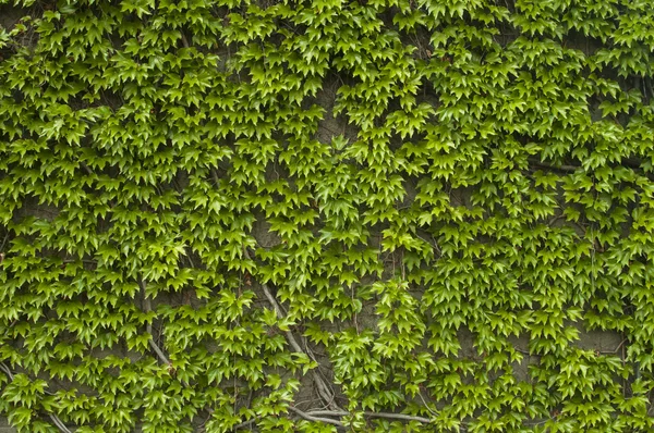 Parede com plantas de escalada verdes — Fotografia de Stock