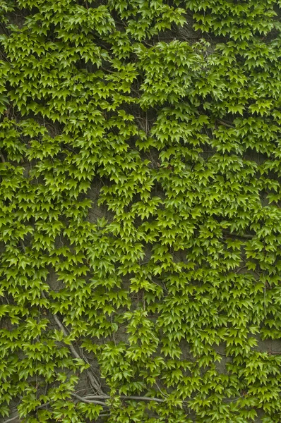 Pared con plantas trepadoras verdes —  Fotos de Stock