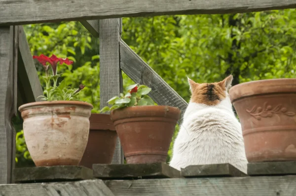 Kat, zittend tussen potten met bloemen — Stockfoto