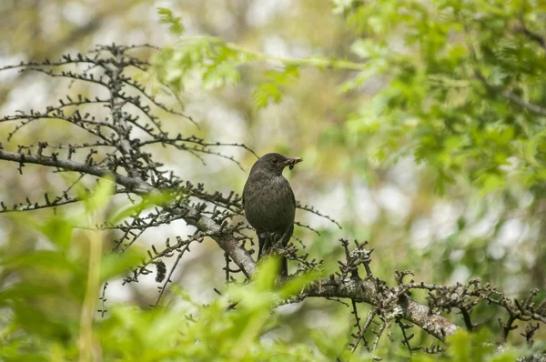 Canción Zorzal encaramado en rama de árbol — Foto de Stock