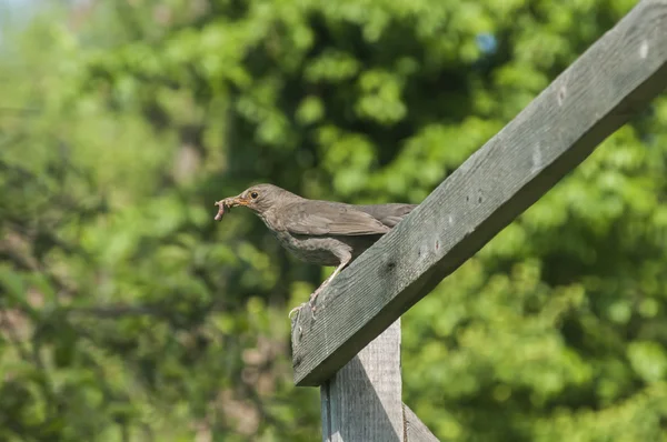 Singdrossel hockt auf Holzbrett — Stockfoto