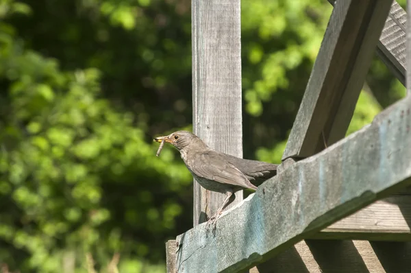 Singdrossel hockt auf Holzbrett — Stockfoto