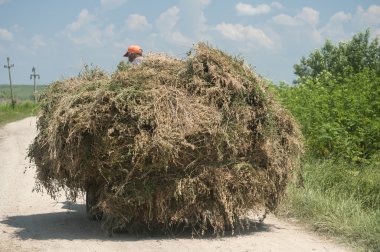 Arabaları ile saman toprak yol üzerinde