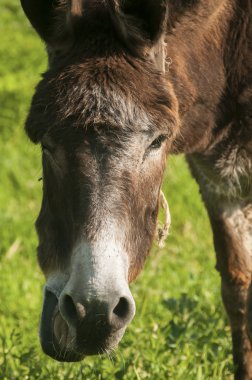 Otlatma eşek başkanı 