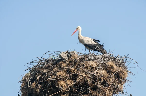 Cigüeña en nido de cigüeña — Foto de Stock