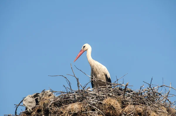 Stork on stork nest — Stock Photo, Image