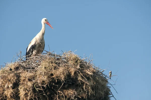 Storch auf Storchennest — Stockfoto