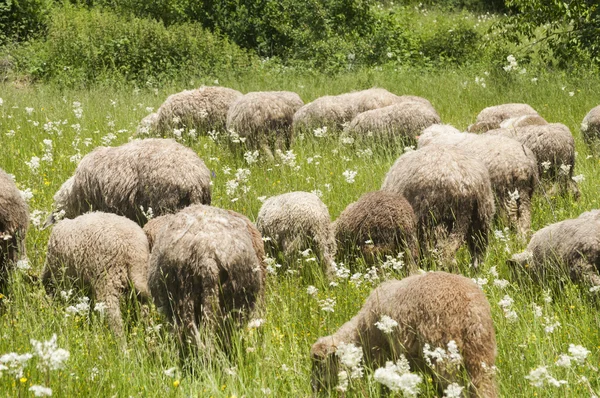 çayır üzerinde otlatma koyun