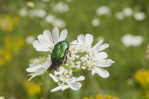 Golden stag beetle — Stock Photo, Image