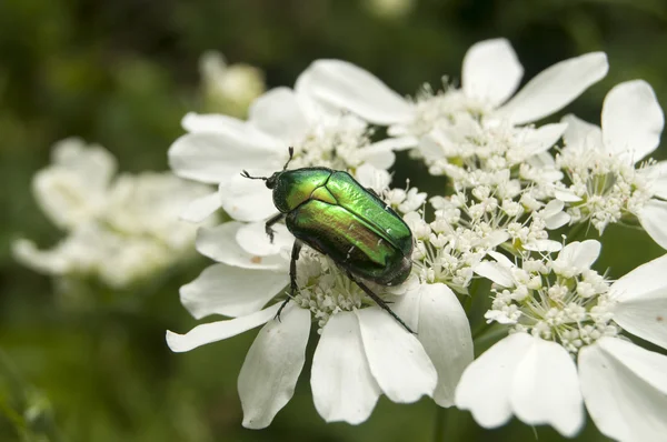 Gyllene EKOXE — Stockfoto