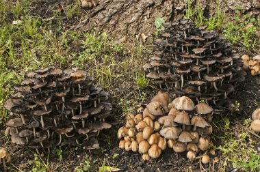 Ahşap mantar mantar kümeleri 