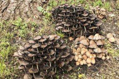 Ahşap mantar mantar kümeleri 