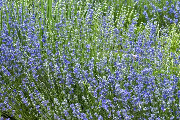 Salvia blauviolette Blütenstiele — Stockfoto