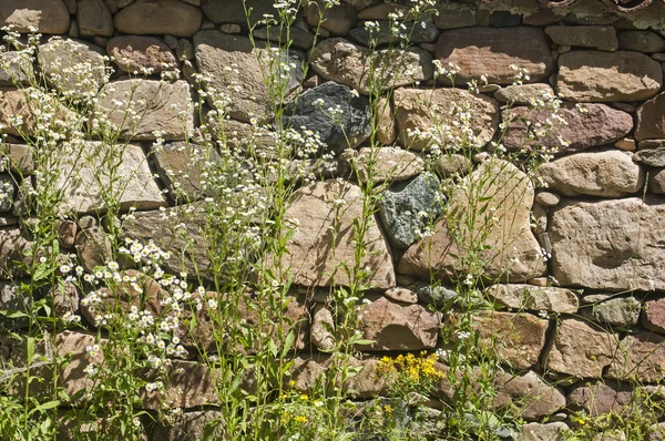 Flores e plantas em stonewall — Fotografia de Stock