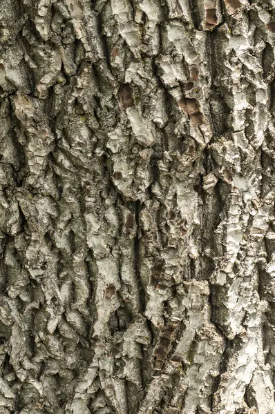 Écorce d'arbre gros plan — Photo