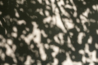 Duvarda gölgeler ağaç yaprak