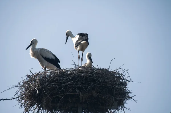 Family of storks in nest — Stock Photo, Image
