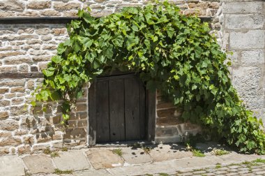 Eski ahşap küçük kapı ve vine