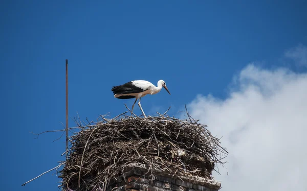 Cigüeña joven en nido — Foto de Stock