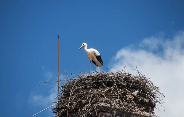 Unga stork i boet — Stockfoto