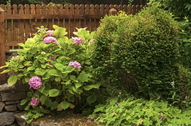 Pembe HORTENSIA bush ve Sardunya