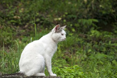 Evin çatısında beyaz kedi