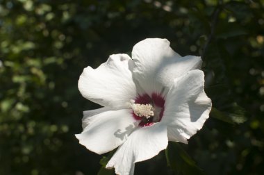 Ebegümeci çiçeği portre