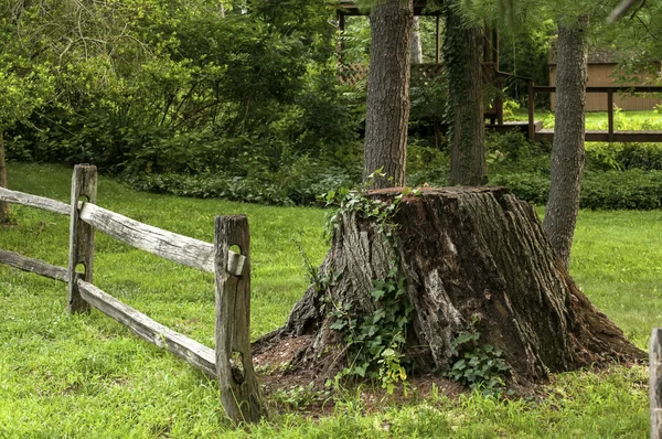 Tronc coupé de grand arbre — Photo