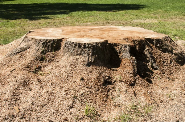 Recién cortado tronco de árbol grande — Foto de Stock