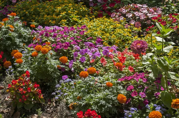 Colorful flower bed Royalty Free Stock Photos