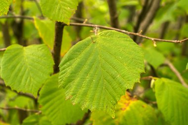 Hazel (Corylus avellana) ağaç yaprakları çiçek arkaplanı olarak yakın plan yapar