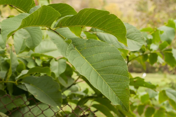 Nuez Juglans Hojas Árbol Primer Plano Como Fondo Floral —  Fotos de Stock