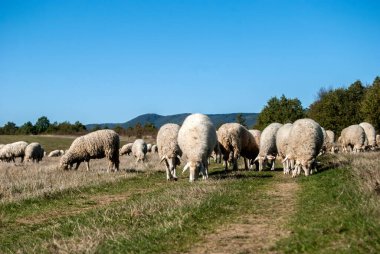 Güneşli bir sonbahar gününde yeşil çimlerde otlayan bir koyun sürüsü.