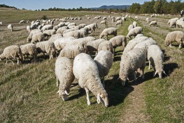 Güneşli bir sonbahar gününde yeşil çimlerde otlayan bir koyun sürüsü.