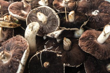 Taze toplanmış çayır mantarları Agaricus kampı, yakın plan.