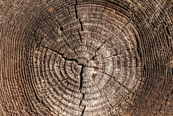 Drewniana Powierzchnia Ciętego Drewna Dębowego Corocznymi Zamknięciami — Zdjęcie stockowe
