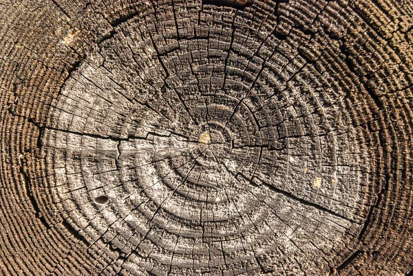 Drewniana Powierzchnia Ciętego Drewna Dębowego Corocznymi Zamknięciami — Zdjęcie stockowe