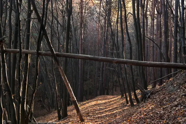 Bosque Otoño Primer Plano Como Fondo Natural — Foto de Stock