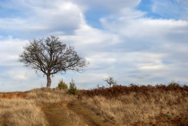 Güneşli bir günde sonbahar tepesinde yalnız ağaç silueti.