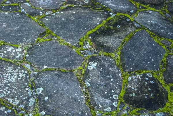 Antiguo Jardín Losas Piedra Con Musgo Verde Primer Plano Como —  Fotos de Stock