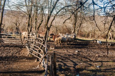 Güneşli bir sonbahar gününde, çiftliğin dışındaki koyunlar.