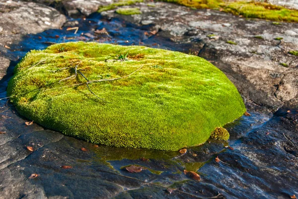 Свежий Зеленый Мох Мокрой Скале Крупным Планом — стоковое фото