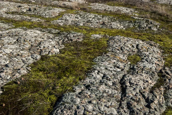 Tuft Mousse Verte Fraîche Sur Gros Plan Rocheux Humide — Photo