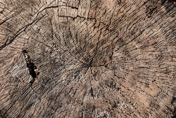 Παλιά Κομμένη Φθαρμένη Επιφάνεια Δέντρου Closeup Ξύλινο Υπόβαθρο — Φωτογραφία Αρχείου
